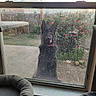 dog, black_dog, window, dirty_window, backyard, flowers, rose_bush, patio, concrete, garden, fence, pet_bed, tongue_out, outdoor, daylight, house, grass, plants, playful, animal