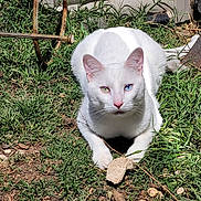 John Snow joined the competition — help win amazing prizes! cat, white_cat, heterochromia, grass, dirt, rocks, outdoor, animal, pet, nature, sunlight, garden, feline, closeup, ground, ears, whiskers, alert, crouching, curious