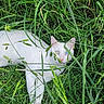 John Snow is registered to the contest to win money with this photo: cat, white_cat, heterochromia, blue_eye, green_eye, grass, greenery, outdoor, nature, animal, pet, feline, eye_contact, camouflage, curious, wildlife, closeup, mammal, whiskers, quiet