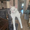 John Snow joined the competition — help win amazing prizes! cat, white_cat, heterochromia, cat_tree, cat_hammock, indoor, furniture, wood_floor, pet, animal, relaxed, stretching, cozy, home, hallway, domestic, cute, feline, ears, pink_nose
