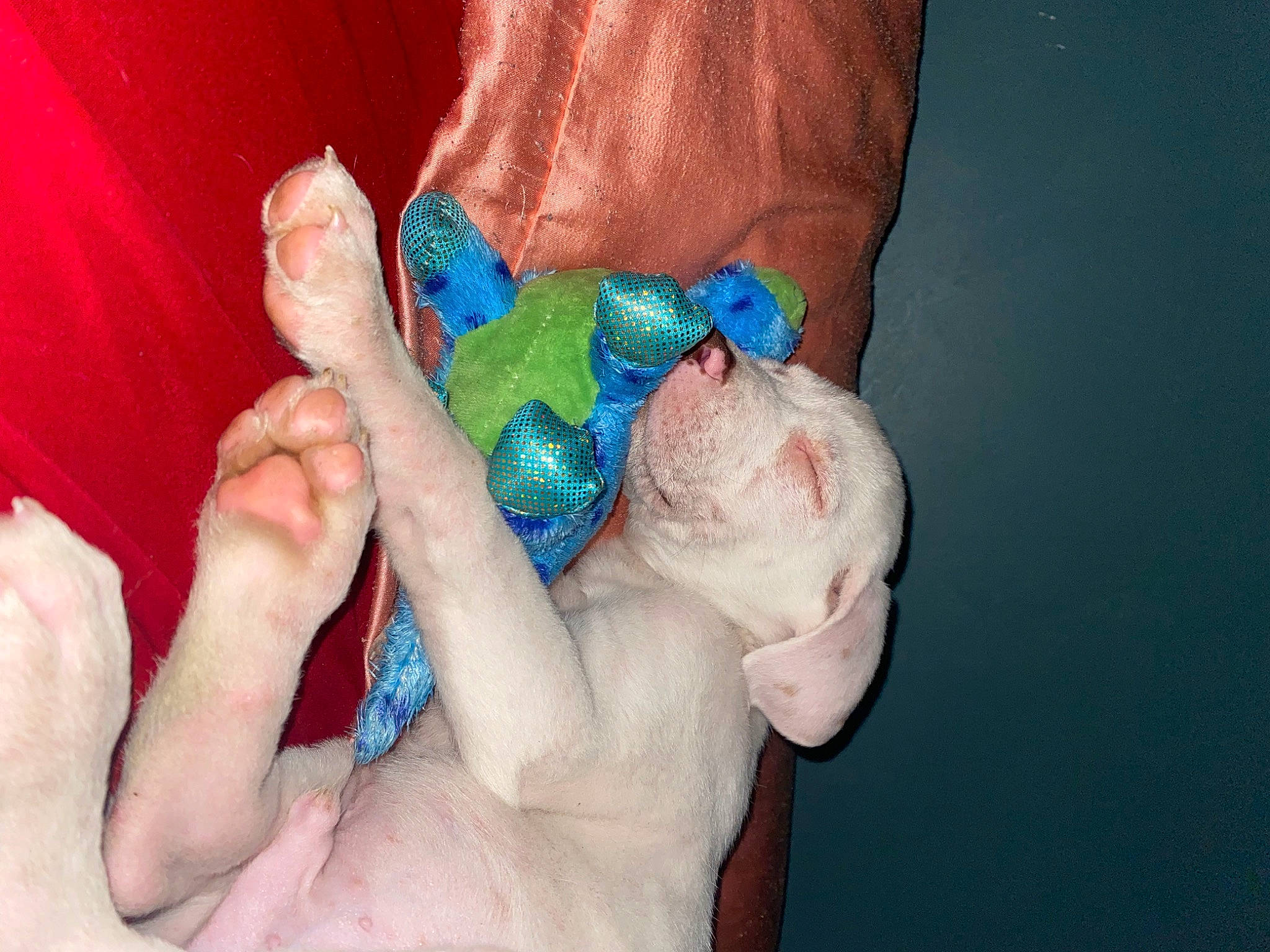 Zeus joined the competition — help win amazing prizes! arm, child, electric_blue, fashion_accessory, finger, foot, fun, gesture, hand, happy, human_leg, joint, leg, mammal, nail, skin, thumb, toddler, vertebrate, wrist