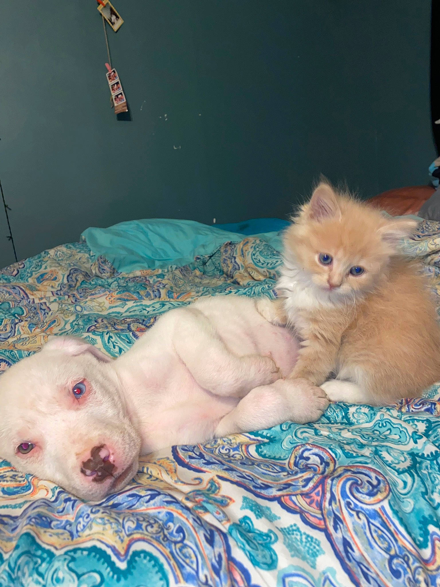 Zeus is registered to the contest to win money with this photo: carnivore, cat, chest, child, claw, comfort, domestic_short_haired_cat, fawn, felidae, flesh, fur, nap, paw, room, skin, small_to_medium_sized_cats, snout, tail, terrestrial_animal, whiskers