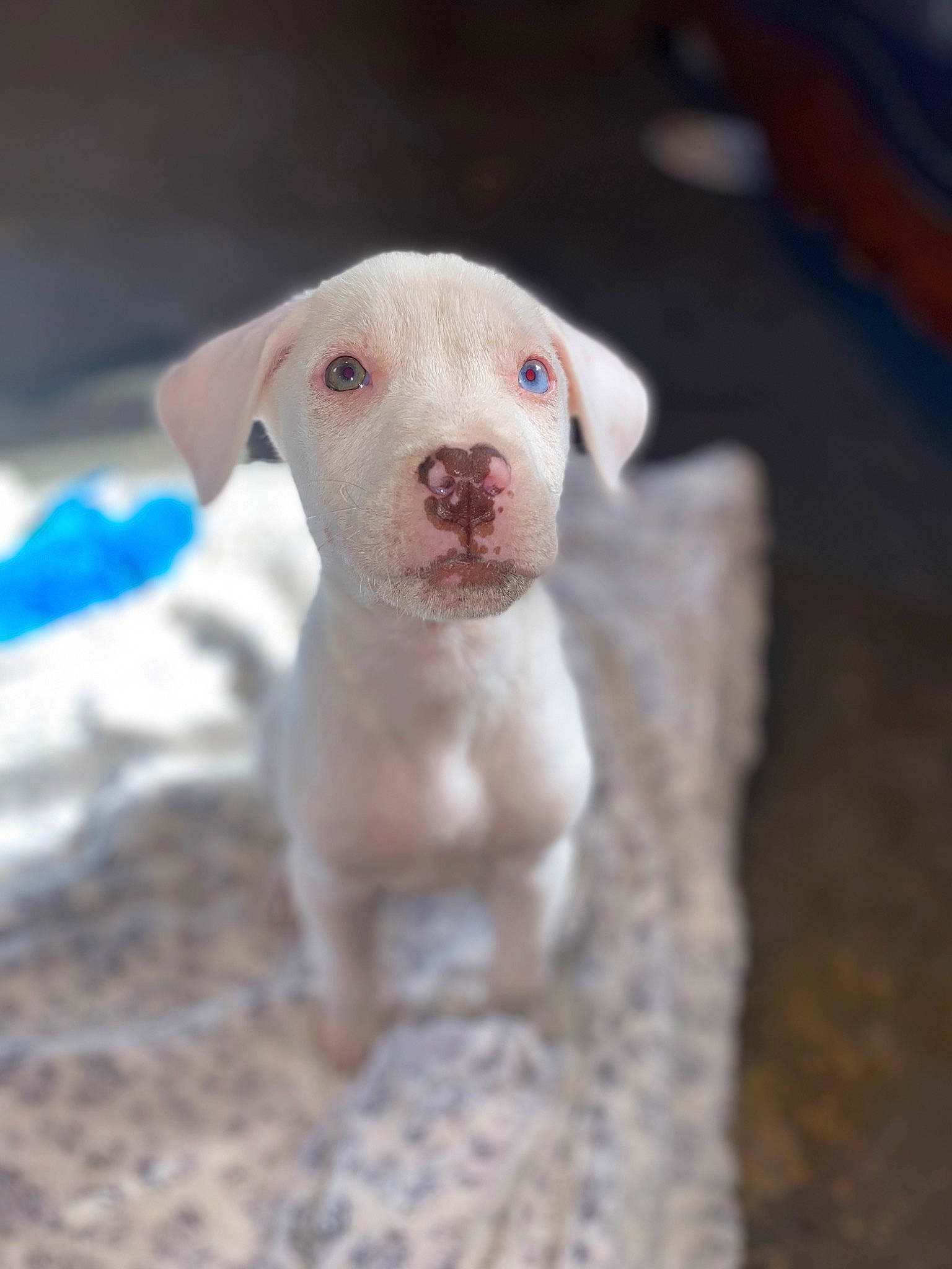 Zeus is registered to the contest to win money with this photo: canidae, carnivore, companion_dog, cordoba_fighting_dog, dog, dog_breed, eye, fawn, liquid, non_sporting_group, paw, pet_supply, puppy, snout, sporting_group, tail, terrestrial_animal, toy, whiskers, working_animal