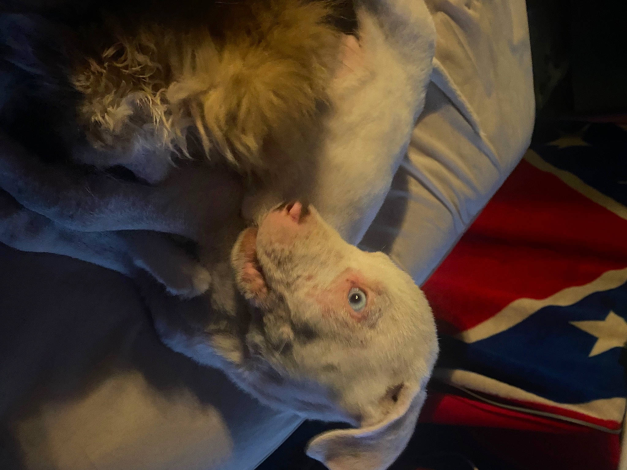 Zeus is registered to the contest to win money with this photo: bed, canidae, carnivore, child, comfort, companion_dog, dog, dog_breed, ear, fawn, felidae, fish, fur, gesture, small_to_medium_sized_cats, sporting_group, tail, textile, whiskers, wrinkle