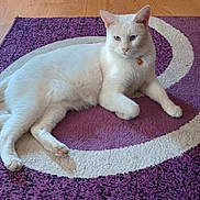 Kilo is registered to the contest to win money with this photo: cat, white_cat, blue_eyes, pet, animal, indoor, rug, purple_rug, cream_rug, floor, wood_floor, relaxed, lying_down, feline, domestic_cat, collar, orange_collar, cute, fluffy, paw