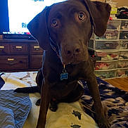 Ford joined the competition — help win amazing prizes! dog, labrador, chocolate_labrador, pet, bed, blanket, indoor, furniture, dresser, storage_drawers, television, map, wooden_floor, collar, tag, curious, brown_dog, canine, animal, home