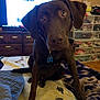 dog, labrador, chocolate_labrador, pet, bed, blanket, indoor, furniture, dresser, storage_drawers, television, map, wooden_floor, collar, tag, curious, brown_dog, canine, animal, home