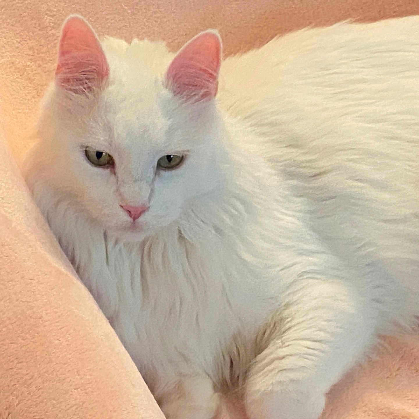 Prettyboy is registered to the contest to win money with this photo: animal, blanket, cat, closeup, cozy, cute, feline, fluffy, fur, indoor, mammal, pet, pink_ears, pink_nose, portrait, relaxed, resting, soft_texture, whiskers, white_cat
