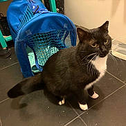 Beardsley Simpson is registered to the contest to win money with this photo: cat, tuxedo_cat, black_and_white, pet_carrier, floor, tile_floor, whiskers, paws, container, indoor, animal, pet, looking, alert, feline, domestic_cat, close_up, household, companion, cute