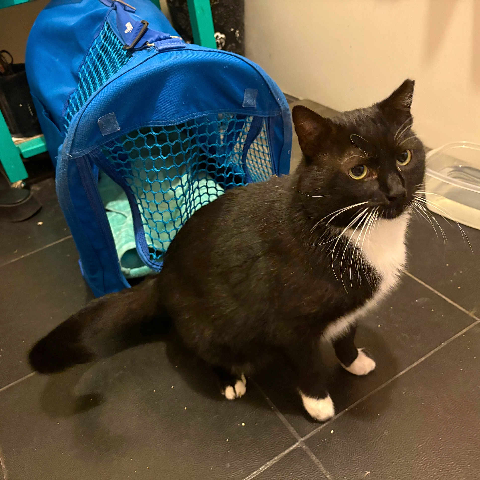 Beardsley Simpson is registered to the contest to win money with this photo: cat, tuxedo_cat, black_and_white, pet_carrier, floor, tile_floor, whiskers, paws, container, indoor, animal, pet, looking, alert, feline, domestic_cat, close_up, household, companion, cute
