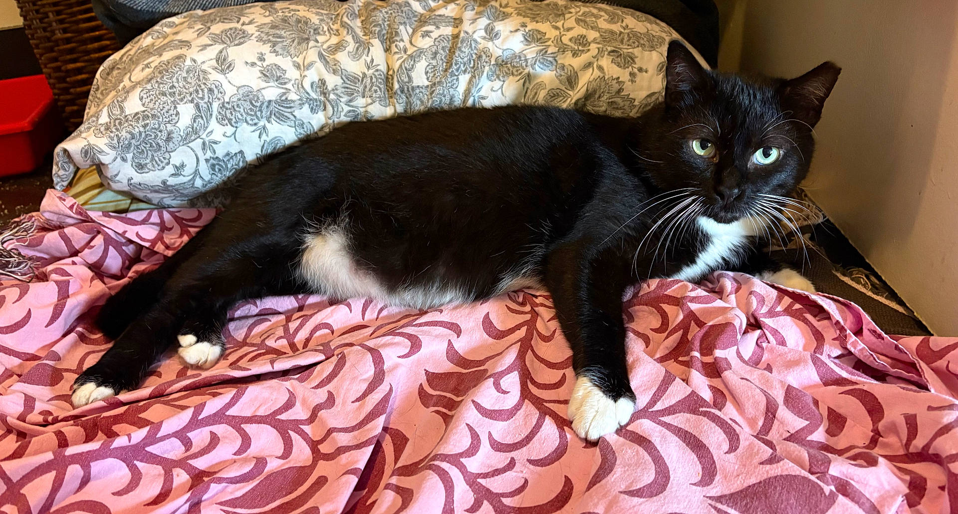 Beardsley Simpson joined the competition — help win amazing prizes! animal, black_and_white_cat, blanket, cat, cozy, curious, cute, domestic_cat, fur, furniture, home, indoor, lying_down, patterned_textile, pet, pillow, pink, relaxed, resting, whiskers