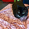 Beardsley Simpson is registered to the contest to win money with this photo: cat, black_cat, pet, animal, feline, lying_down, green_eyes, fur, whiskers, indoor, fabric, patterned_cloth, textile, cozy, resting, close_up, domestic_animal, cute, relaxed, household