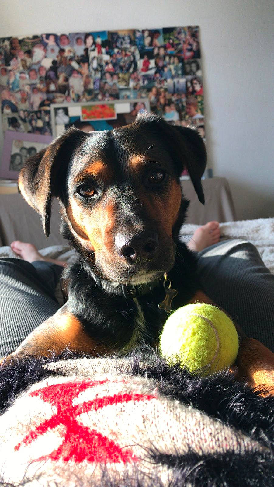 Fidji participe au concours pour gagner de l'argent avec cette photo : ball, canidae, carnivore, comfort, companion_dog, dog, dog_breed, dog_supply, dog_toy, pet_supply, snout, sporting_group, sports_equipment, stuffed_toy, tennis_ball, tennis_equipment, vertebrate, whiskers, working_animal