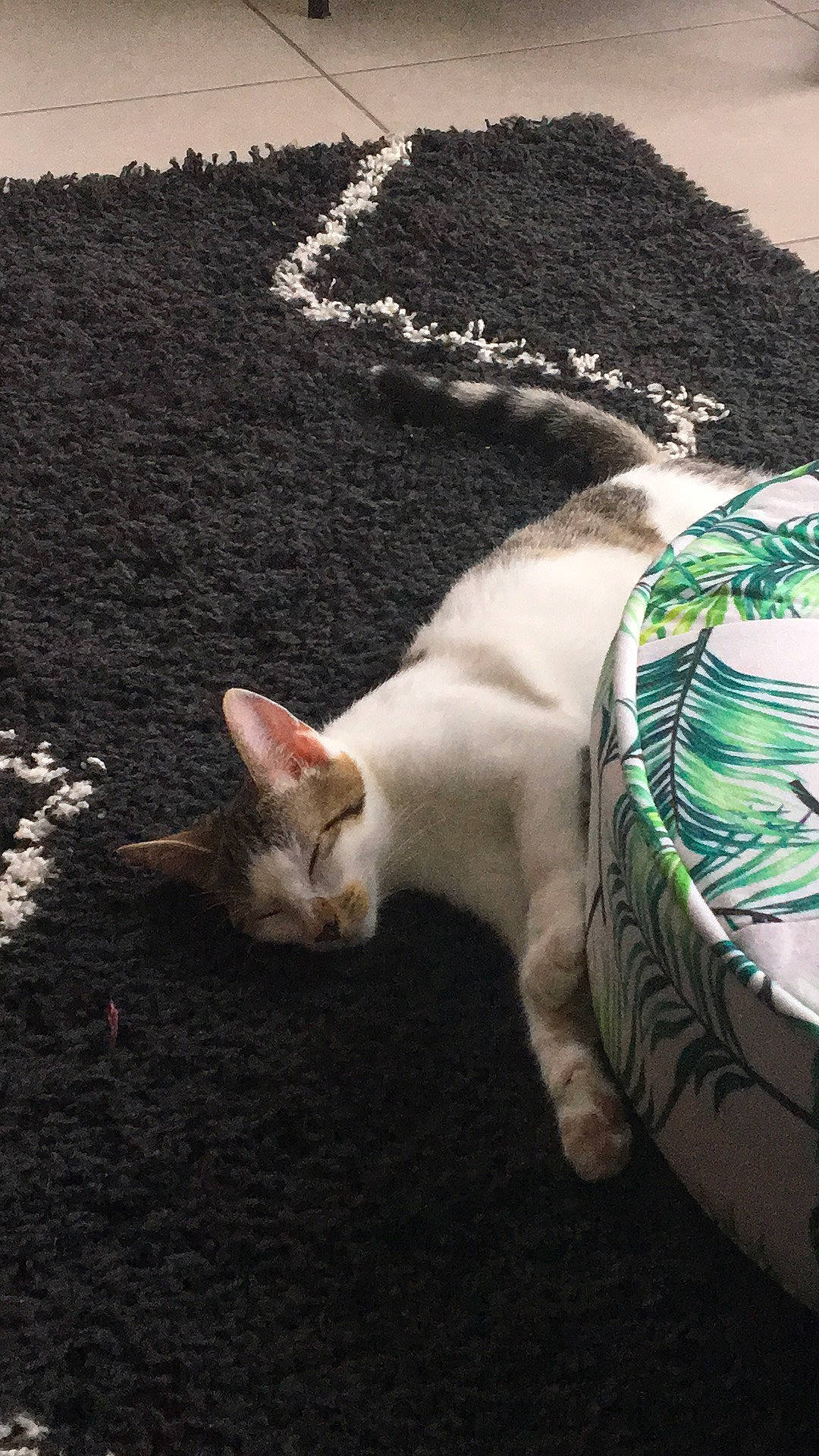 Pablo participe au concours pour gagner de l'argent avec cette photo : carnivore, cat, claw, darkness, domestic_short_haired_cat, fawn, felidae, fur, grass, linens, organism, paw, small_to_medium_sized_cats, soil, tail, whiskers, wildlife