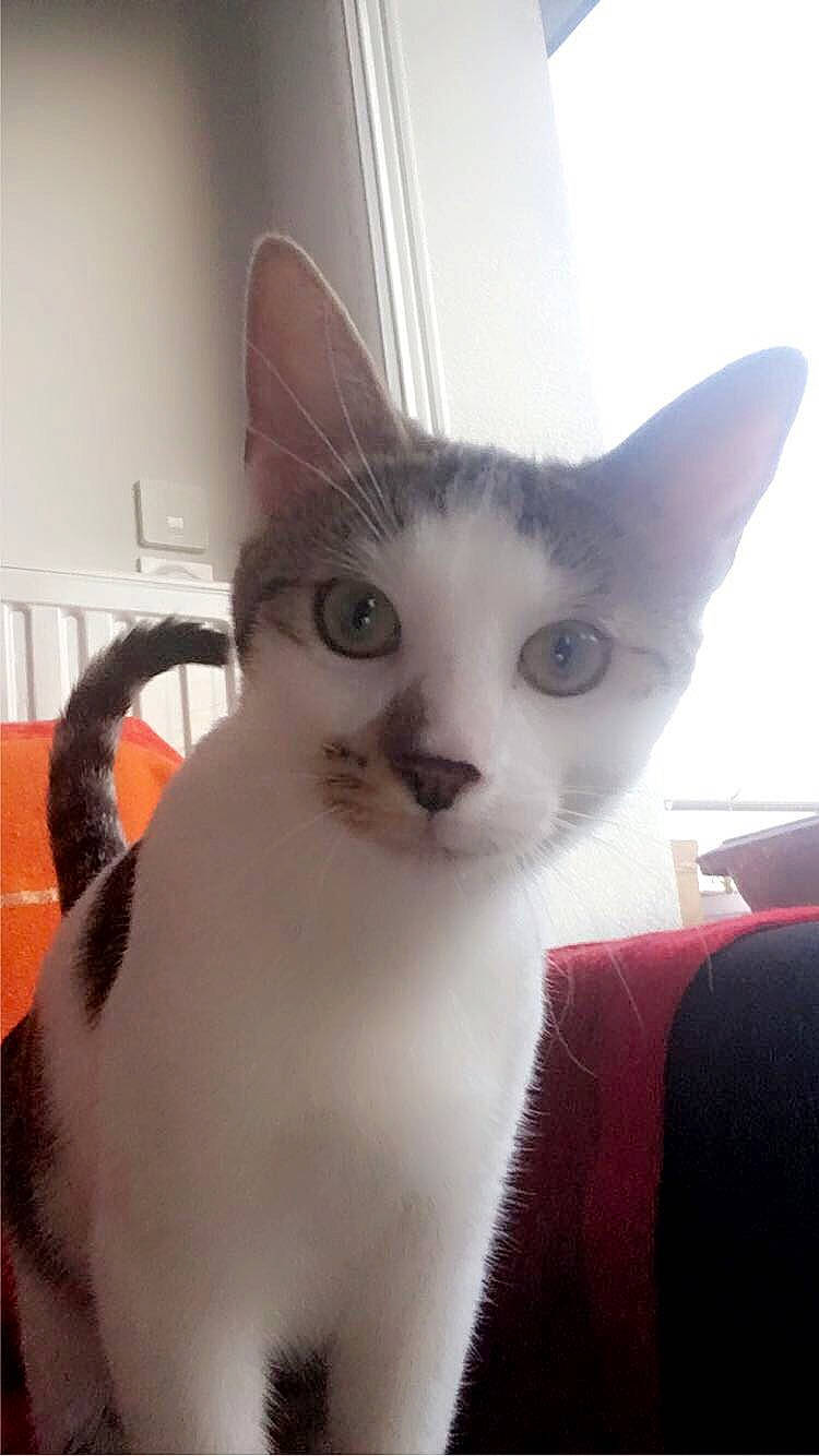 Pablo a rejoint le concours — aidez-le/la à gagner de superbes lots ! carnivore, cat, domestic_short_haired_cat, ear, eye, eyebrow, fawn, felidae, fur, head, paw, small_to_medium_sized_cats, snout, tail, terrestrial_animal, whiskers