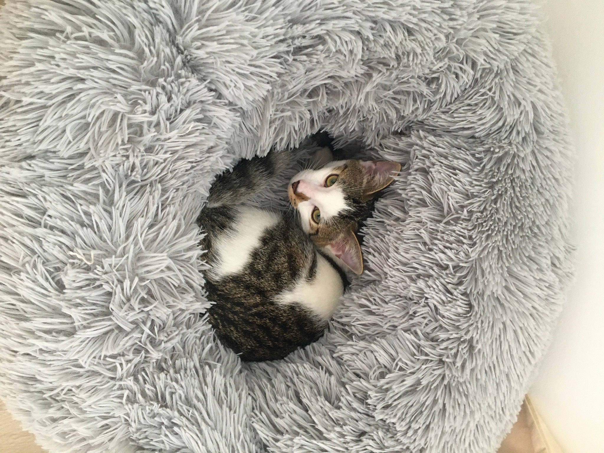 Pablo participe au concours pour gagner de l'argent avec cette photo : carnivore, cat, cat_bed, comfort, fawn, feather, felidae, foot, fur, fur_clothing, grey, natural_material, paw, small_to_medium_sized_cats, snout, tail, textile, toy, whiskers, wool