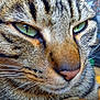 cat, tabby, close_up, green_eyes, whiskers, fur, pet, animal, face, muzzle, nose, indoor, closeup, portrait, feline, eyes, striped, cute, domestic_cat