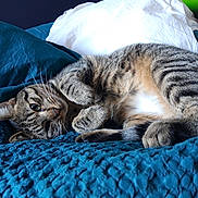 Zébulon participe au concours pour gagner de l'argent avec cette photo : cat, tabby, pet, animal, feline, striped, relaxed, lying_down, bed, blanket, pillow, indoor, cozy, whiskers, ears, fur, cute, resting, closeup, sleepy