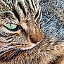 Zébulon a rejoint le concours — aidez-le/la à gagner de superbes lots ! cat, tabby_cat, close_up, green_eyes, whiskers, fur, animal, pet, face, mammal, cute, domestic_cat, feline, portrait, looking_away, relaxed, soft_fur, brown_fur, striped_fur, nature