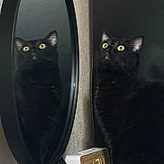 Pepper is registered to the contest to win money with this photo: black_cat, cat, mirror, reflection, digital_clock, yellow_eyes, curious, indoor, pet, feline, looking_up, table, home_interior, close_up, animal, domestic_cat, black_fur, clock, time, furniture
