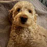 Maisy joined the competition — help win amazing prizes! animal, canine, closeup, companion, cozy, curious, curly_fur, cute, dog, fur, home, indoor, laying_down, light_brown, pet, portrait, quilt, relaxed, soft, texture