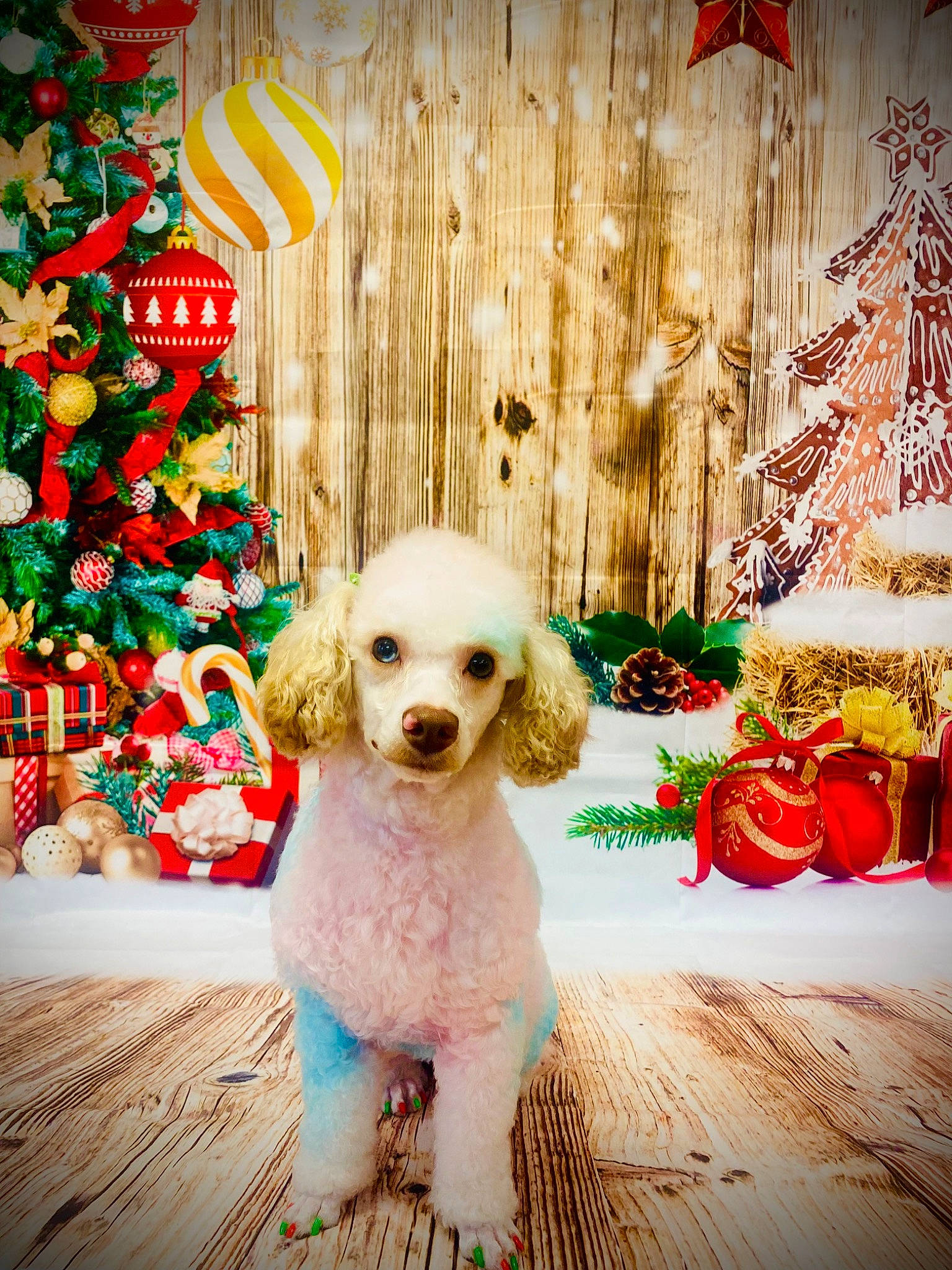Cookie joined the competition — help win amazing prizes! canidae, carnivore, christmas_ornament, christmas_tree, companion_dog, decoration, dog, dog_breed, dog_supply, event, fawn, happy, holiday, ornament, poodle, sporting_group, sunglasses, toy, toy_dog, wood
