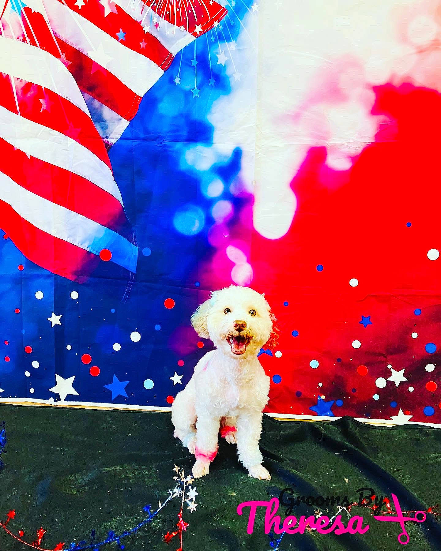 Cookie is registered to the contest to win money with this photo: art, carnivore, companion_dog, dog, dog_breed, electric_blue, event, flag, flag_day_usa, flag_of_the_united_states, font, graphic_design, graphics, happy, holiday, illustration, people_in_nature, red, sky, toy_dog