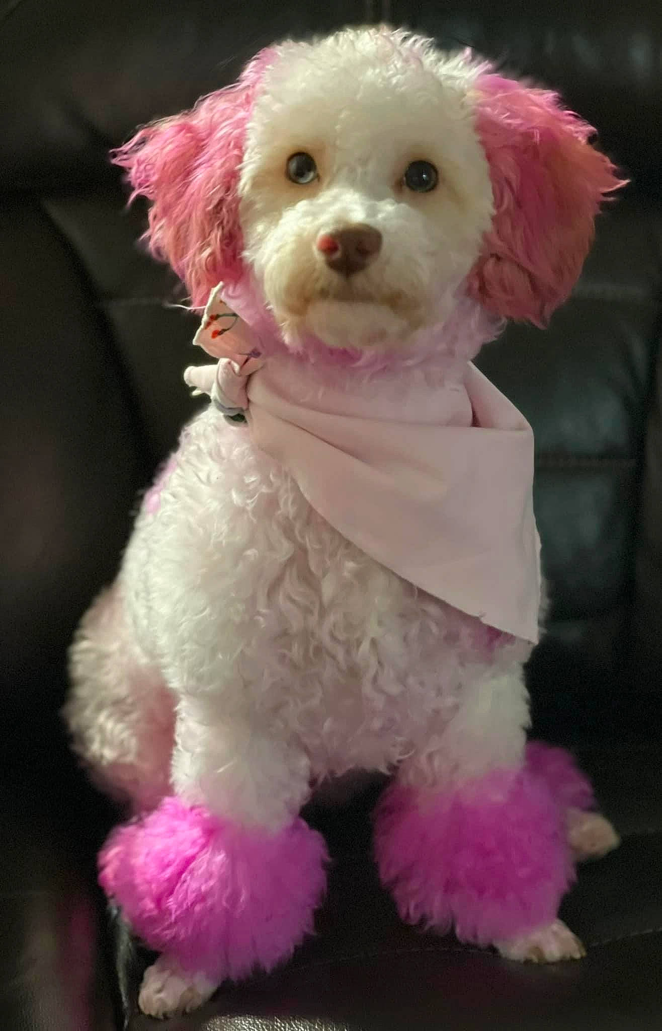 Cookie joined the competition — help win amazing prizes! canidae, carnivore, companion_dog, dog, dog_breed, dog_clothes, dog_collar, dog_supply, eye, fur, labradoodle, magenta, pink, poodle, snout, sporting_group, terrier, toy_dog, water_dog, white