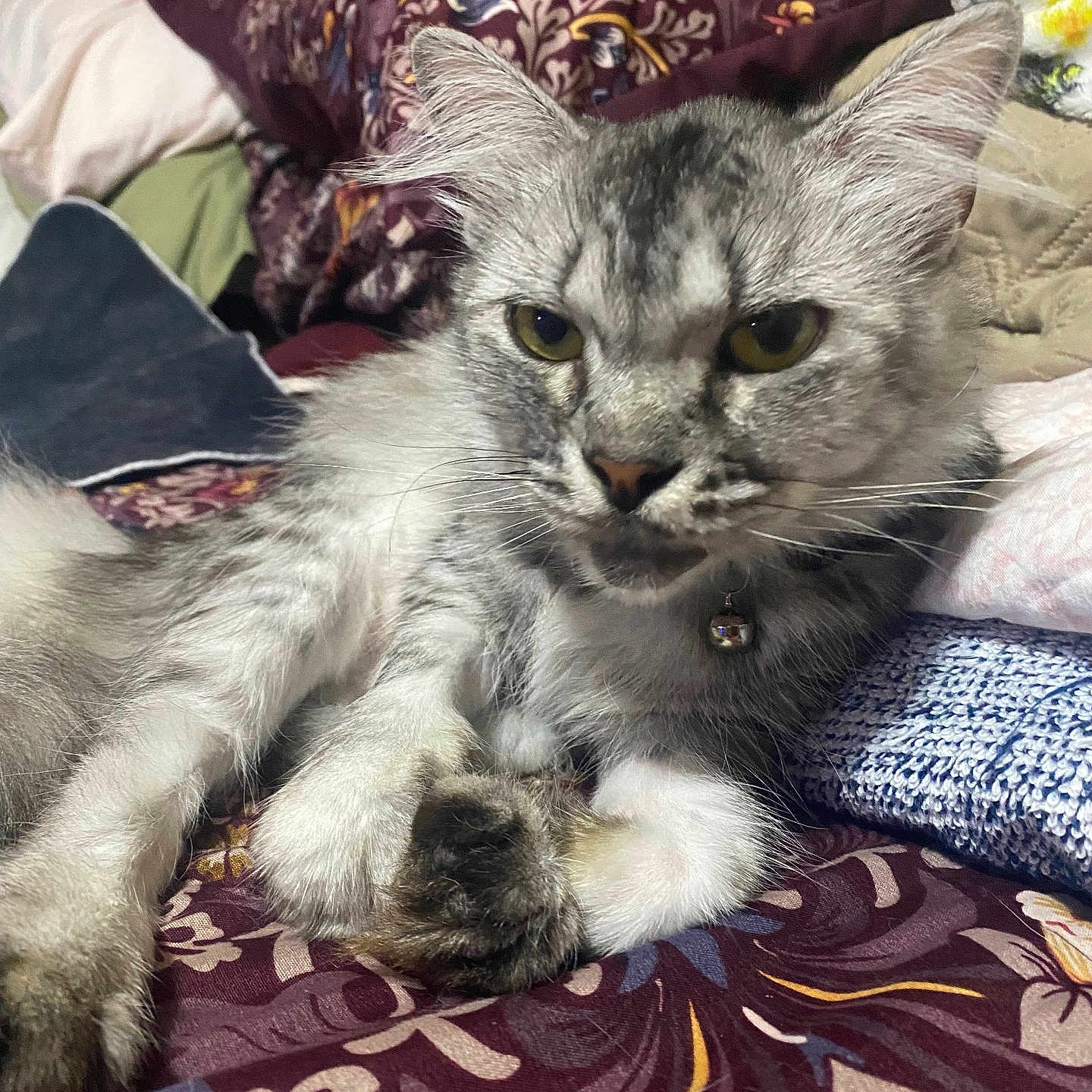 Mimi Rios is registered to the contest to win money with this photo: animal, bed, bell, blanket, cat, closeup, collar, cozy, domestic, feline, fluffy, fur, indoor, patterned, pet, pillow, relaxed, resting, tabby_cat, whiskers