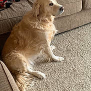 Shelby joined the competition — help win amazing prizes! dog, golden_retriever, pet, canine, sitting, couch, sofa, carpet, living_room, indoor, fur, blond_fur, profile, side_view, paw, tail, plush_toys, holiday_decor, home, relaxed
