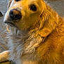 golden_retriever, dog, pet, portrait, closeup, fur, paw, nose, eyes, whiskers, indoor, floor, cozy, looking_up, attentive, golden_fur, canine, companion, animal, domestic