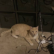 Ozzy joined the competition — help win amazing prizes! cat, feline, cream_cat, pet, carpet, indoor, storage_cubes, cables, wires, plug, tail, paws, ears, whiskers, looking_at_camera, floor, home, furniture, electronics, relaxed