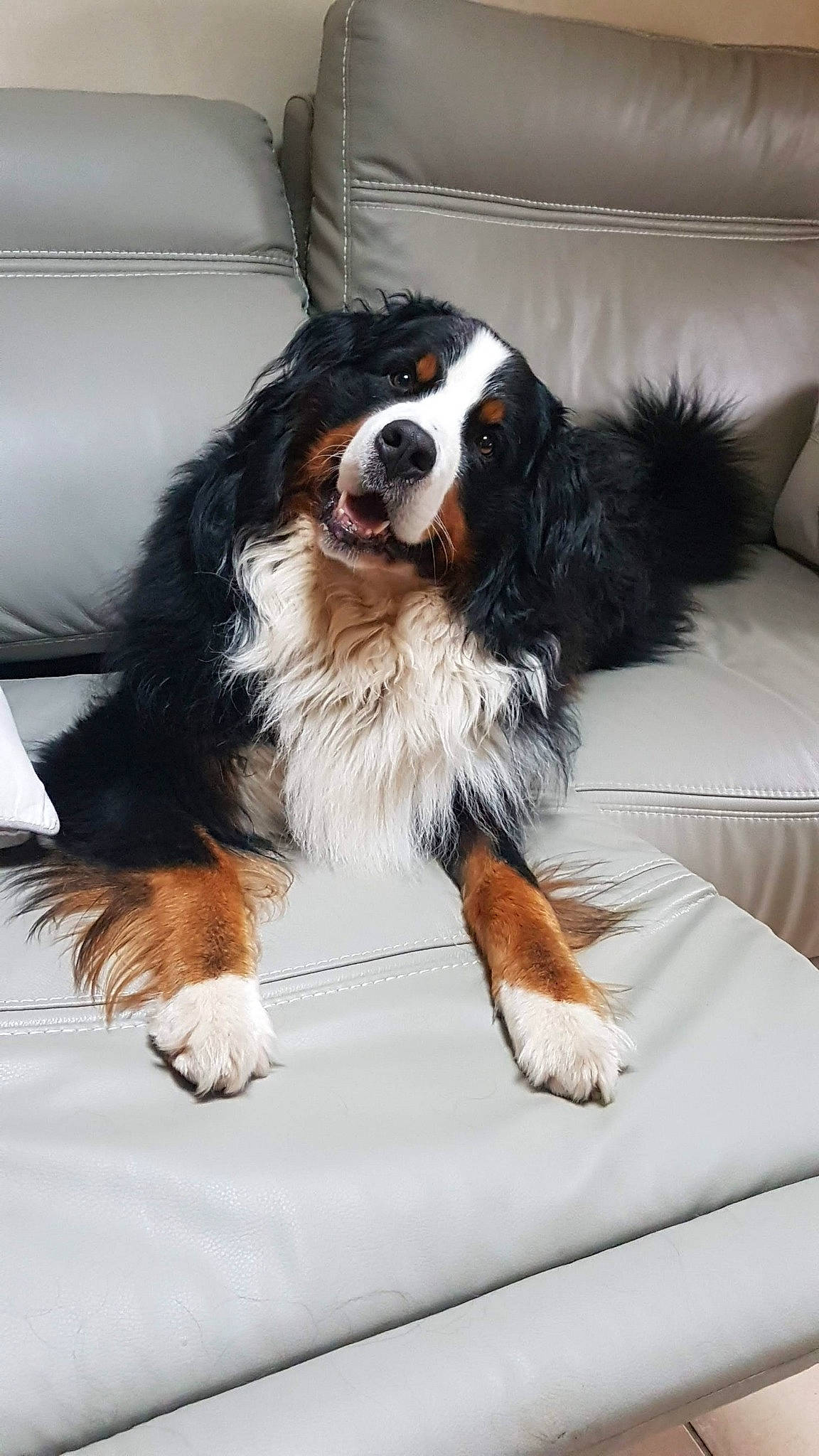 Jules participe au concours pour gagner de l'argent avec cette photo : canidae, carnivore, cavalier_king_charles_spaniel, comfort, companion_dog, dog, dog_breed, fur, giant_dog_breed, snout, sporting_group, working_dog