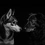 dog, portrait, black_and_white, animal, face, fur, intense_look, side_profile, studio_lighting, close_up, two_dogs, pets, canine, expression, contrast, dark_background, muzzle, ears, whiskers, friendship