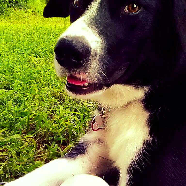 Astro