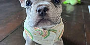 Albie joined the competition — help win amazing prizes! puppy, dog, french_bulldog, close_up, bandana, pet, young, indoor, wooden_floor, toy, ears, cute, animal, portrait, domestic_animal, mammal, sitting, face, whiskers, floor