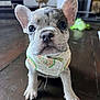 puppy, dog, french_bulldog, close_up, bandana, pet, young, indoor, wooden_floor, toy, ears, cute, animal, portrait, domestic_animal, mammal, sitting, face, whiskers, floor