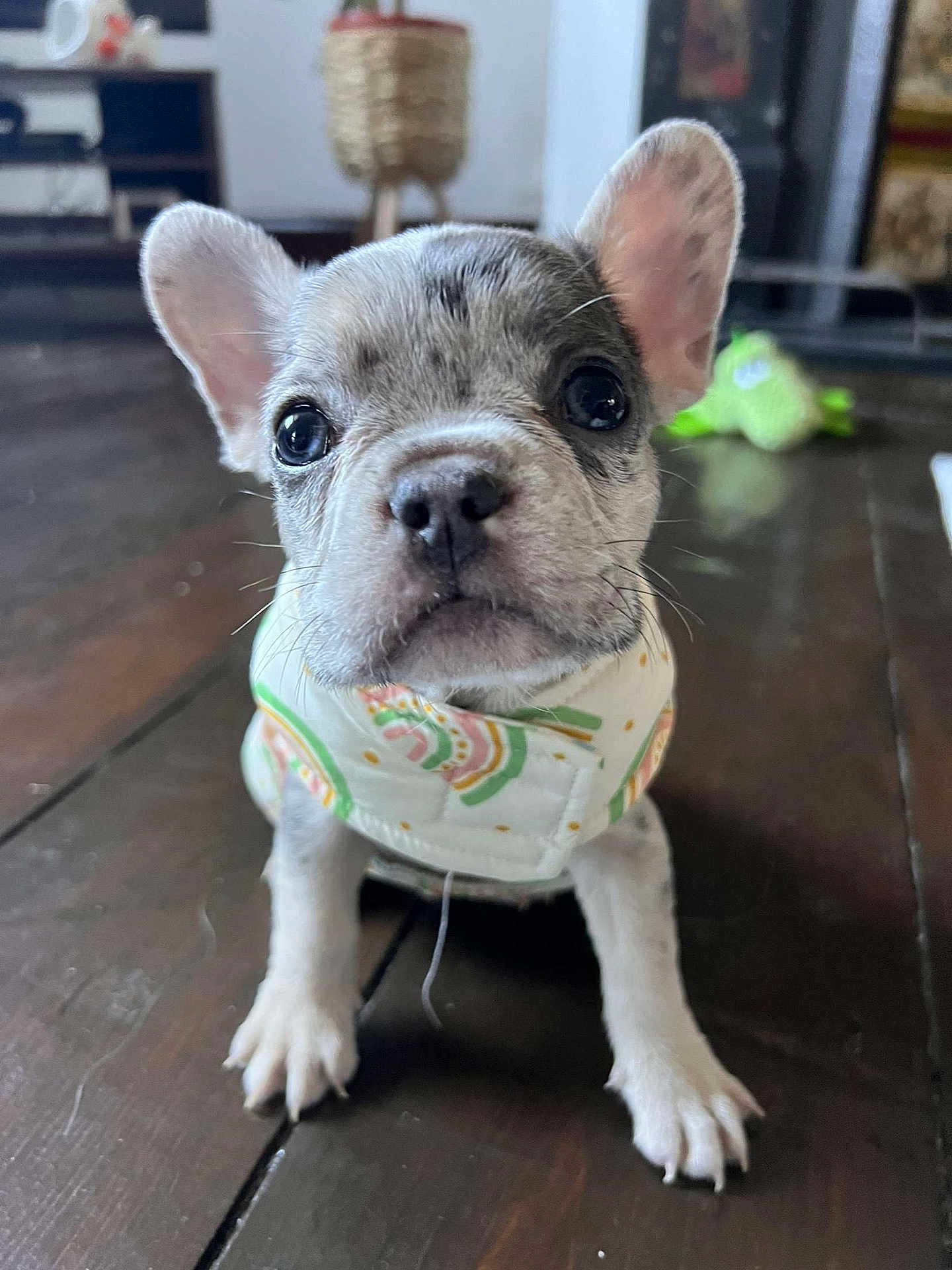 Albie