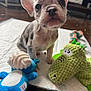 Albie joined the competition — help win amazing prizes! puppy, dog, toy, plush_toy, green_dinosaur, blue_toy, white_mat, wooden_floor, pet, cute, animal, indoor, young_dog, playful, fur, ears, snout, whiskers, curious, close_up