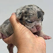 Albie joined the competition — help win amazing prizes! puppy, newborn, hand, animal, pet, fur, cute, small, gray, marbled, closeup, young, domestic_animal, mammal, fingers, skin, holding, soft, pink_nose, paw