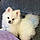 Teddy