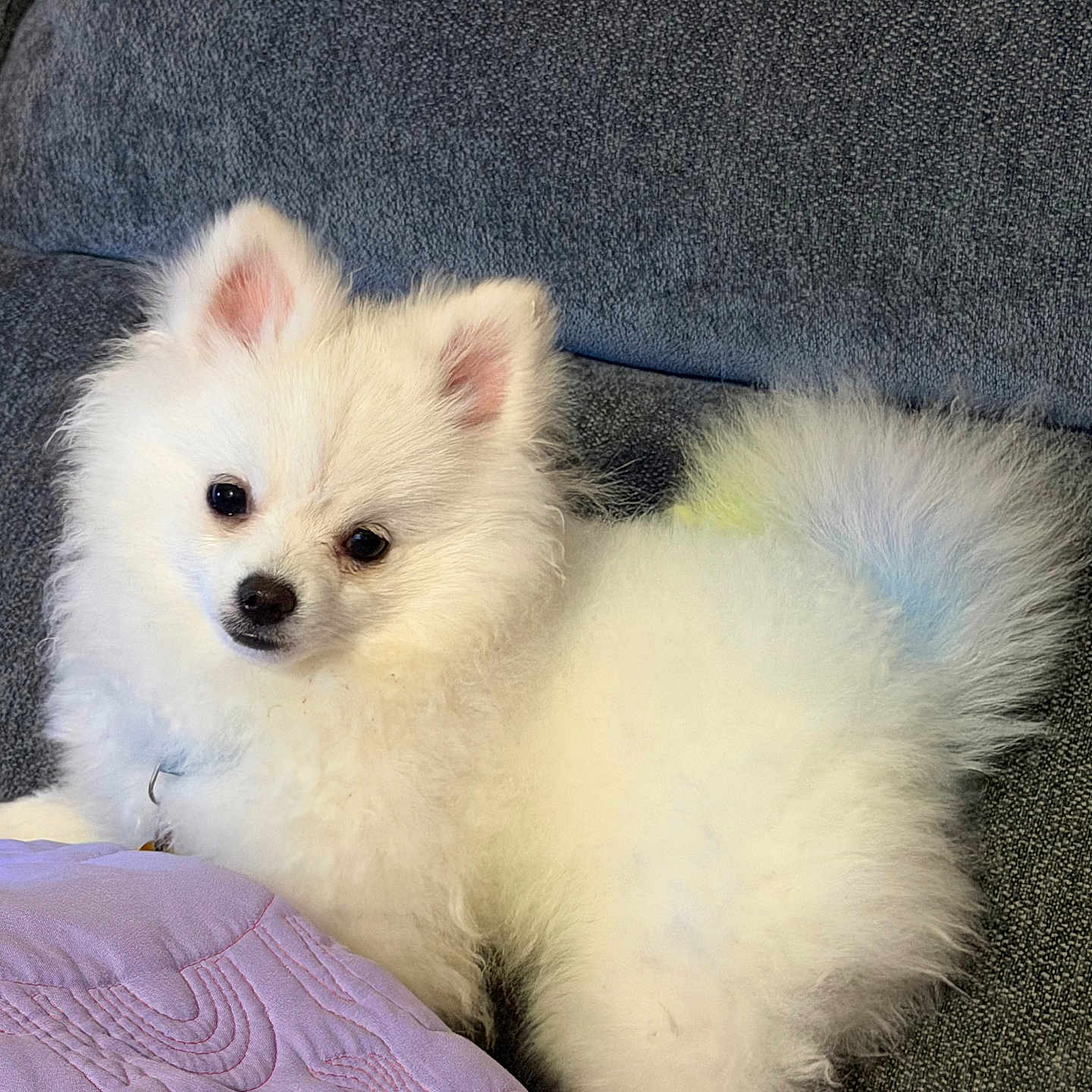 Teddy