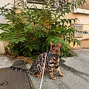Zéphyr participe au concours pour gagner de l'argent avec cette photo : bengal_cat, cat, leash, sidewalk, greenery, bush, urban, outdoor, concrete, building, window, shutters, pet, animal, feline, spotted_coat, nature, plant, domestic_cat, alert