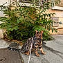 bengal_cat, cat, leash, sidewalk, greenery, bush, urban, outdoor, concrete, building, window, shutters, pet, animal, feline, spotted_coat, nature, plant, domestic_cat, alert