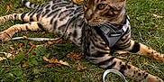 Zéphyr a rejoint le concours — aidez-le/la à gagner de superbes lots ! cat, animal, grass, outdoor, leaf, person, barefoot, harness, leash, park, sitting, relaxing, spotted_cat, nature, daytime, greenery, autumn, pet, mammal, feline