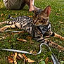 cat, animal, grass, outdoor, leaf, person, barefoot, harness, leash, park, sitting, relaxing, spotted_cat, nature, daytime, greenery, autumn, pet, mammal, feline