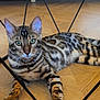 Zéphyr participe au concours pour gagner de l'argent avec cette photo : bengal_cat, cat, pet, animal, feline, lying_down, wooden_floor, indoor, green_eyes, striped_fur, rosettes, whiskers, ears, paws, metal_bars, geometric_shapes, close_up, domestic_animal, relaxed, looking_at_camera