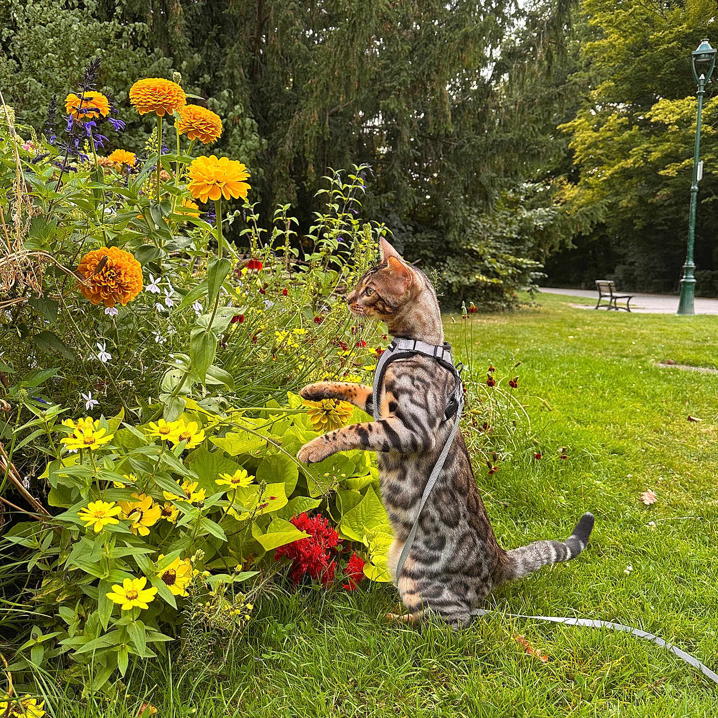 Zéphyr participe au concours pour gagner de l'argent avec cette photo : animal, bench, bengal_cat, cat, curious, daytime, flower, garden, grass, greenery, harness, lamp_post, leash, nature, outdoor, park, pet, plant, tree, yellow_flower