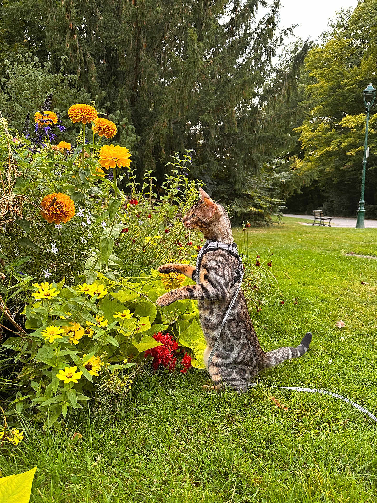 Zéphyr participe au concours pour gagner de l'argent avec cette photo : cat, bengal_cat, flower, yellow_flower, greenery, grass, garden, park, leash, harness, outdoor, nature, plant, bench, tree, lamp_post, curious, pet, animal, daytime