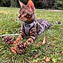 Zéphyr participe au concours pour gagner de l'argent avec cette photo : cat, bengal_cat, animal, pet, grass, outdoor, nature, pine_cones, leaves, harness, feline, mammal, alert, greenery, forest, daylight, closeup, whiskers, ears, resting